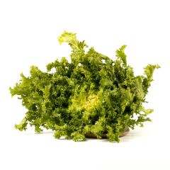 Le selezioni P&V Scarola riccia indivia prezzemolo e vitale